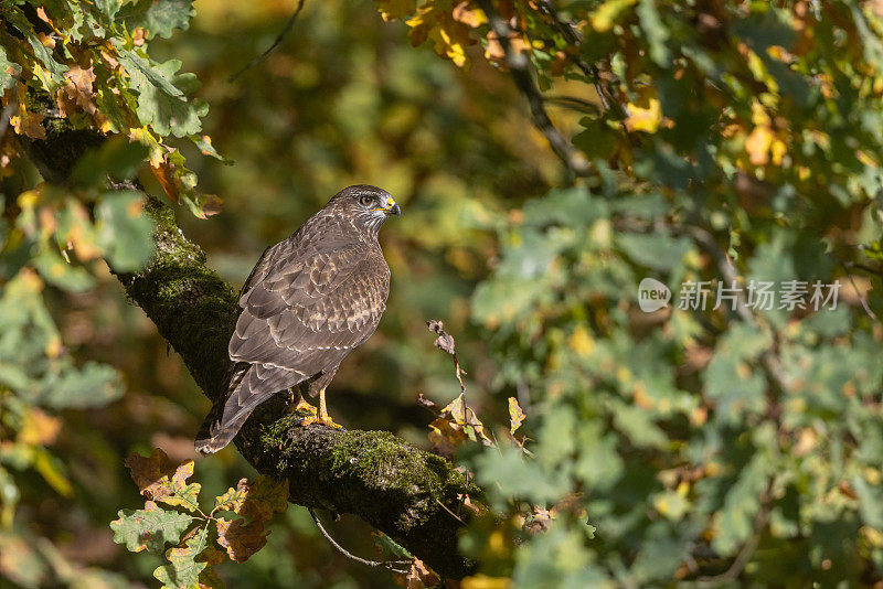 普通秃鹰(Buteo Buteo)